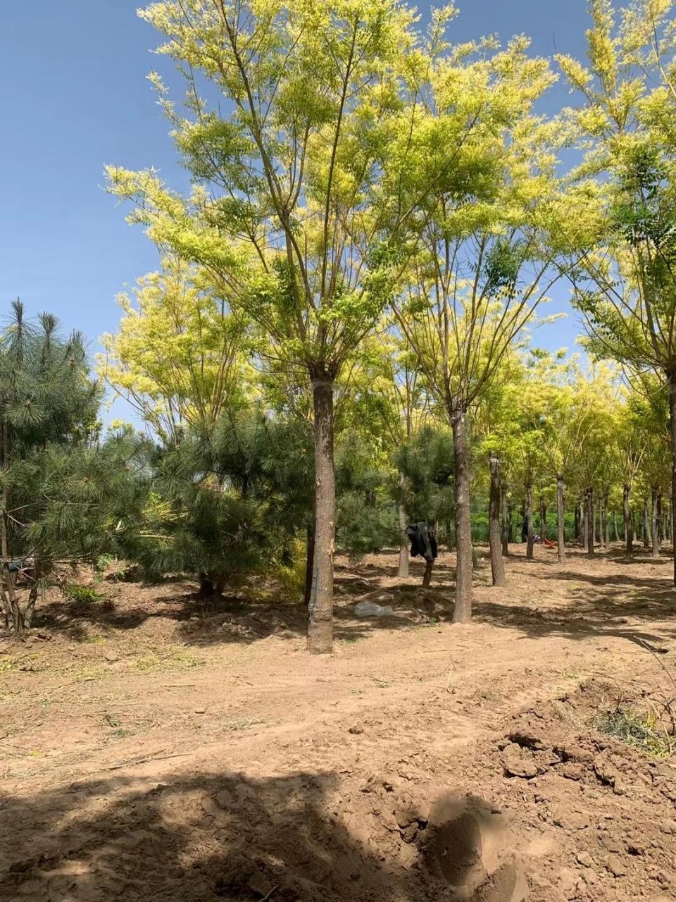 黄金槐,是一种常见的路缘树和公园树,它是一种美丽的落叶乔木.