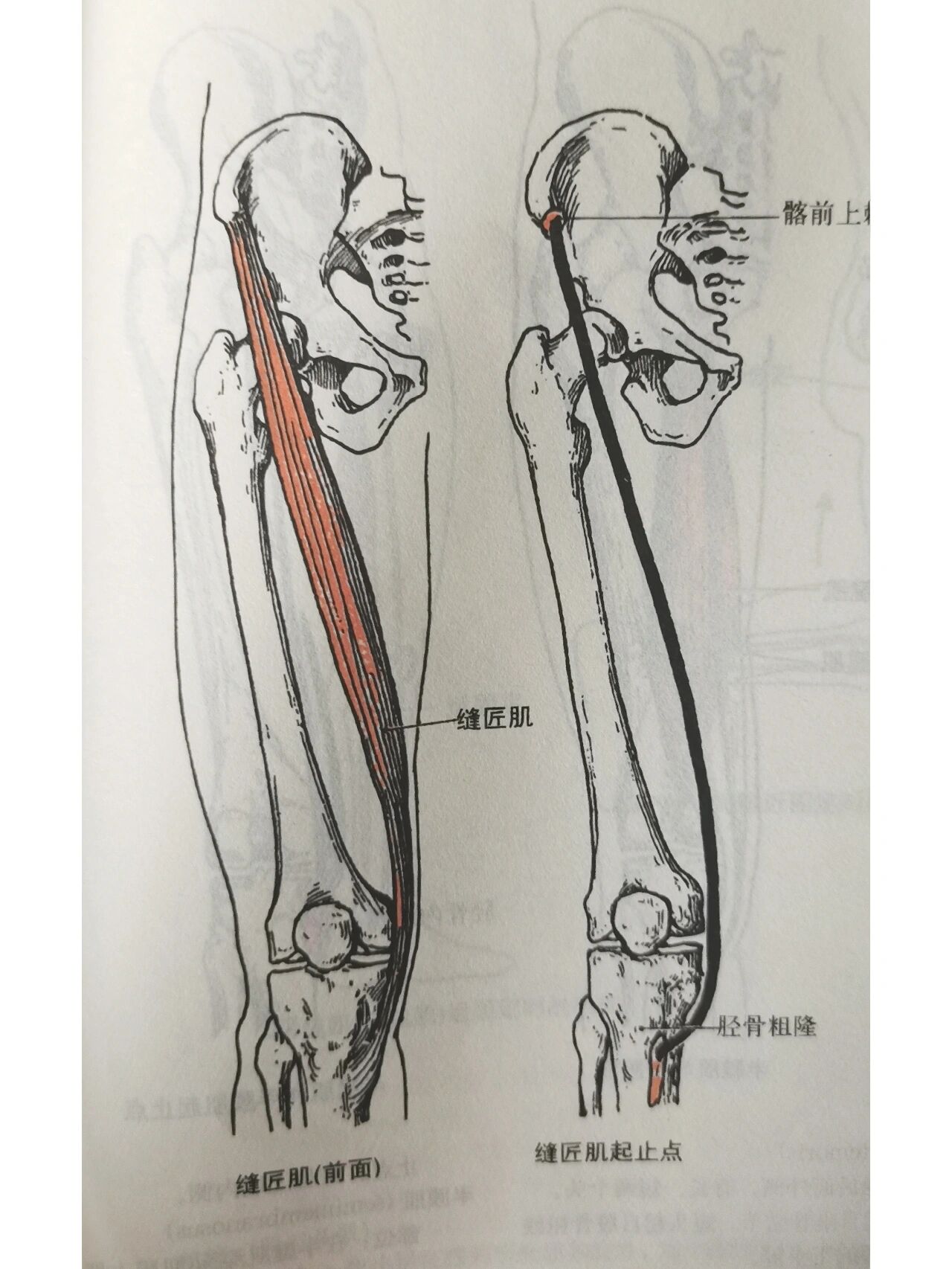 每天学习一个肌肉