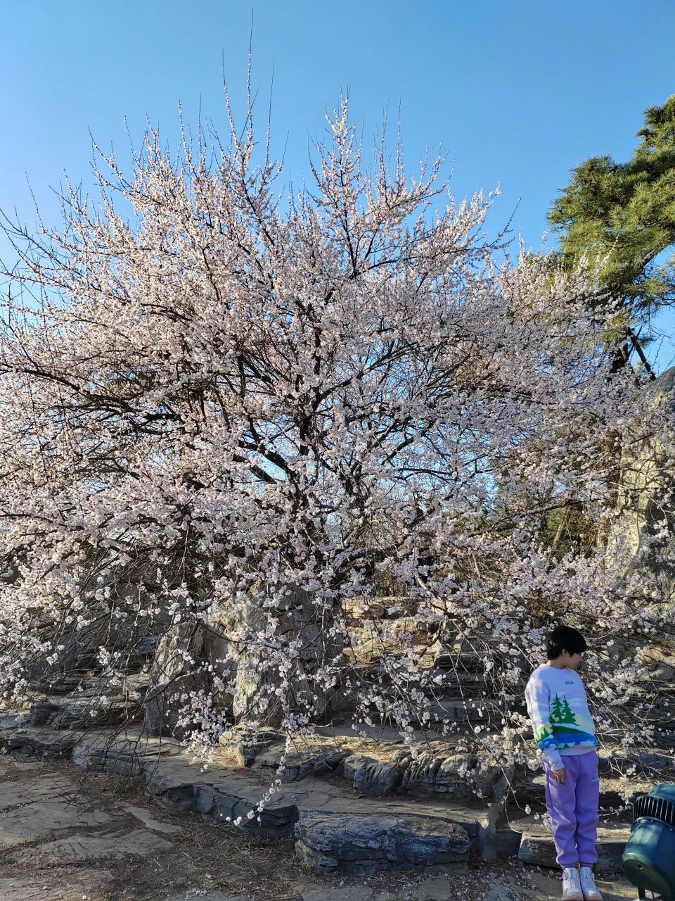 杏树几月开花图片