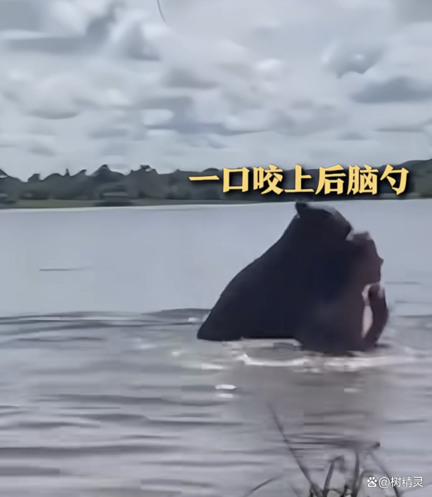 哥伦比亚一女孩被自家卡皮巴拉