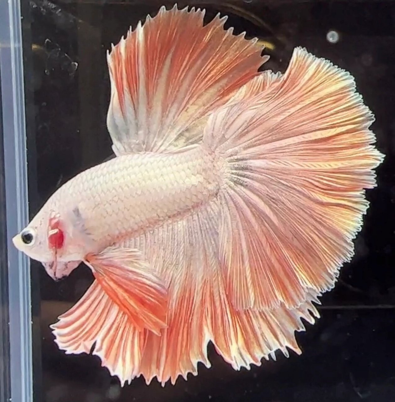 精品大集汇 泰国斗鱼 #半月斗鱼# #泰国半月斗鱼# #斗鱼# #evon斗鱼