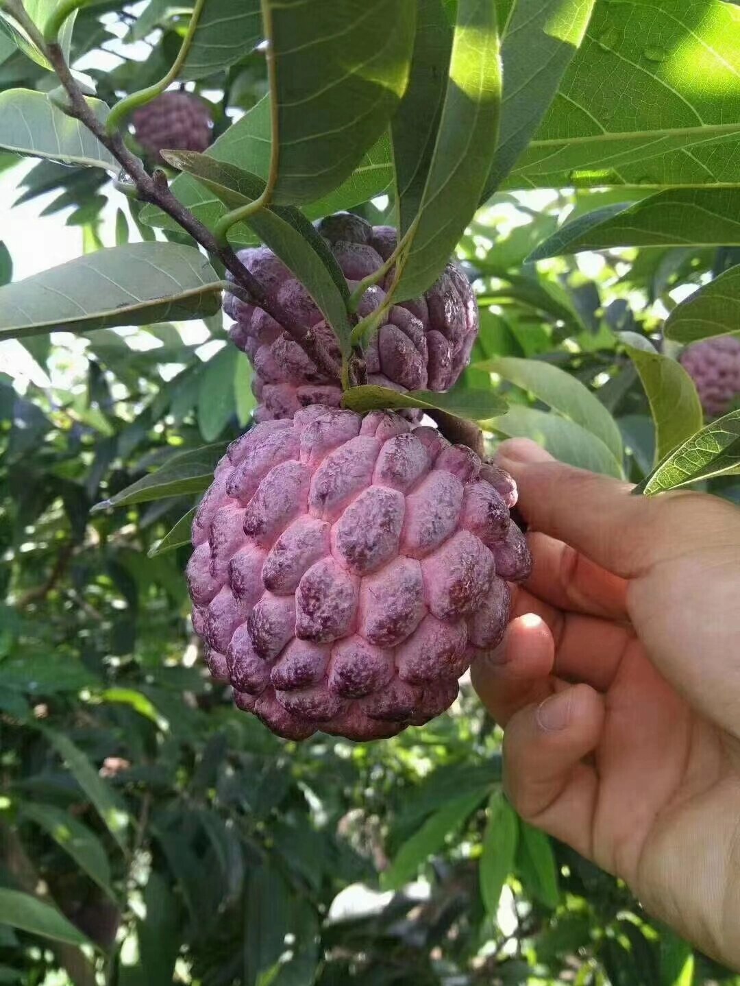 释迦果的介绍 释迦果也称为释迦,释迦果是台湾最有名的水果之一,释迦