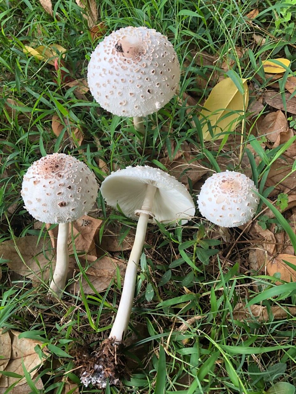 🍄中文名:大青褶伞,青褶环伞,摩根小伞,铅绿褶菇 拉丁学名