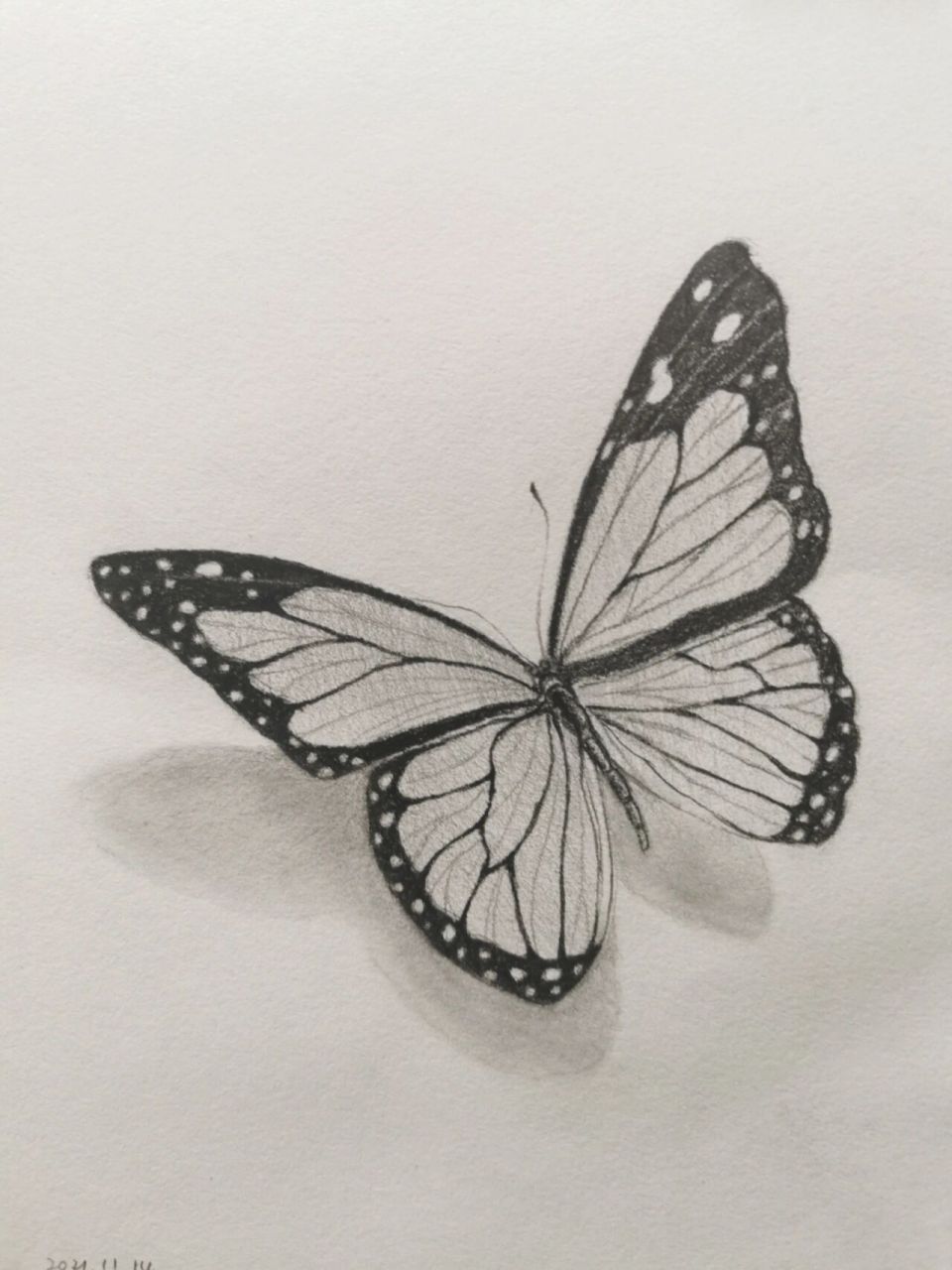 素描:蝴蝶 首先透视,比例画准.注意左侧翅膀颜色深,右边稍浅.