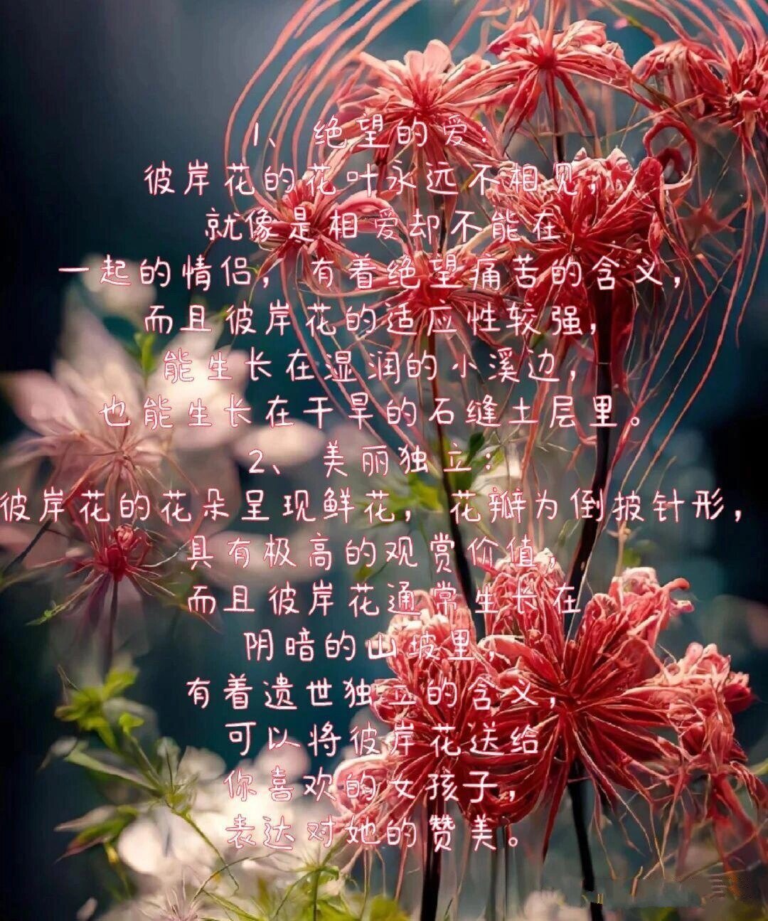 彼岸花的花语