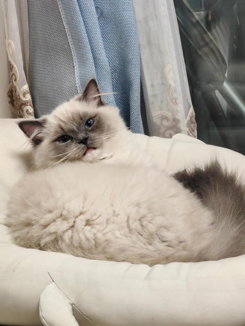 80090买的蓝重点布偶值吗6015 其实是蓝色流星手套重点色布偶