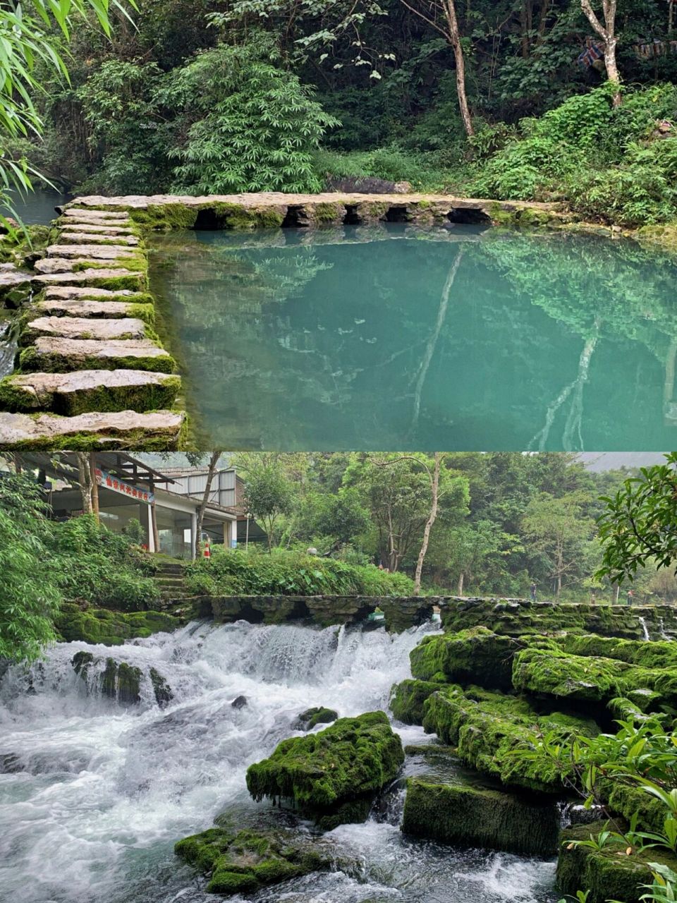 荔波茂兰‖带你走进绿野仙踪 茂兰被评选为"中国最美十大森林"之一 但