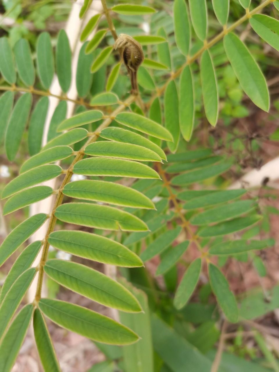 白地牛草药图片