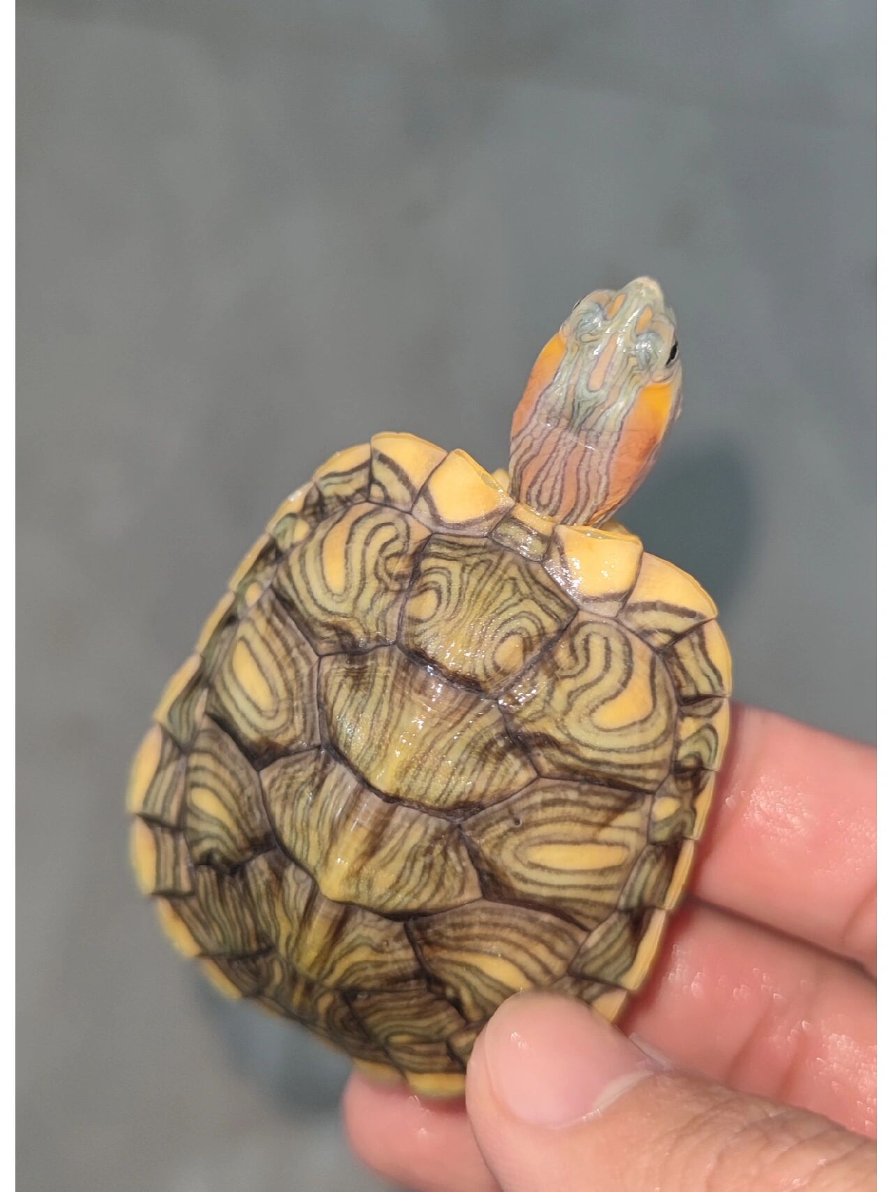 每一个都是独一无二的艺术品7315 	   #梵高巴西龟