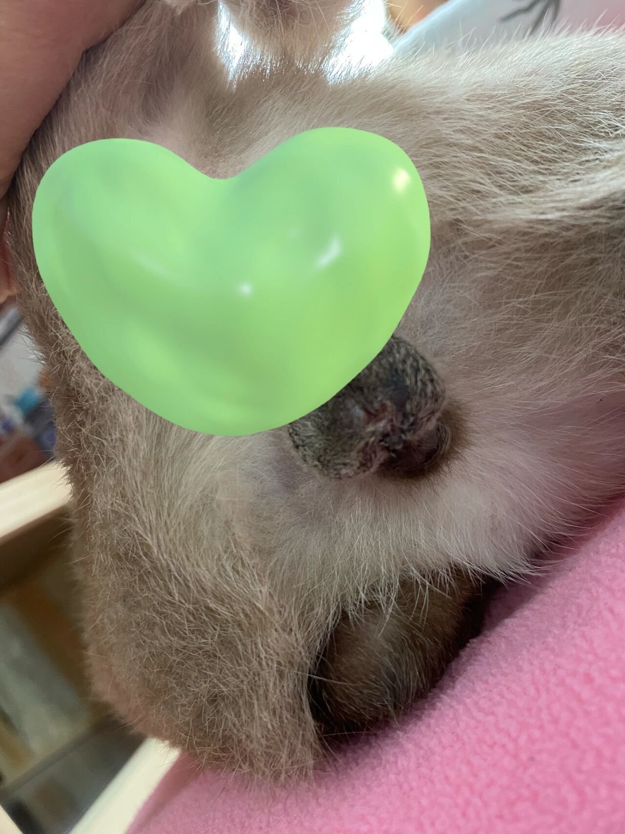 公猫绝育第八天,裂开的伤口愈合了