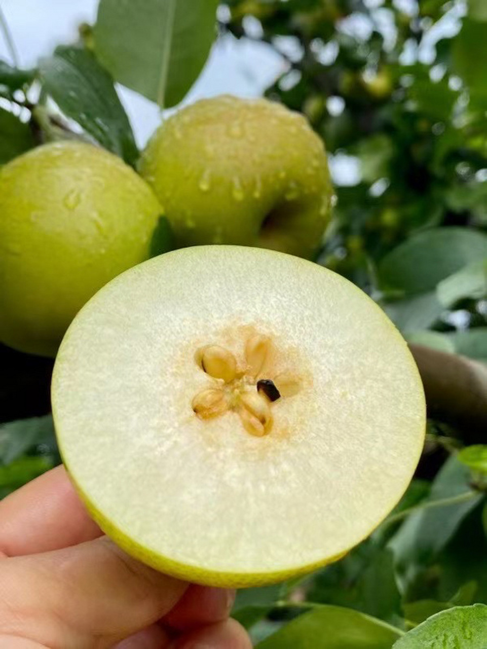 泸西高原梨 因为果园的分布都是在那高海拔的山里,常年云雾缭绕,雨水