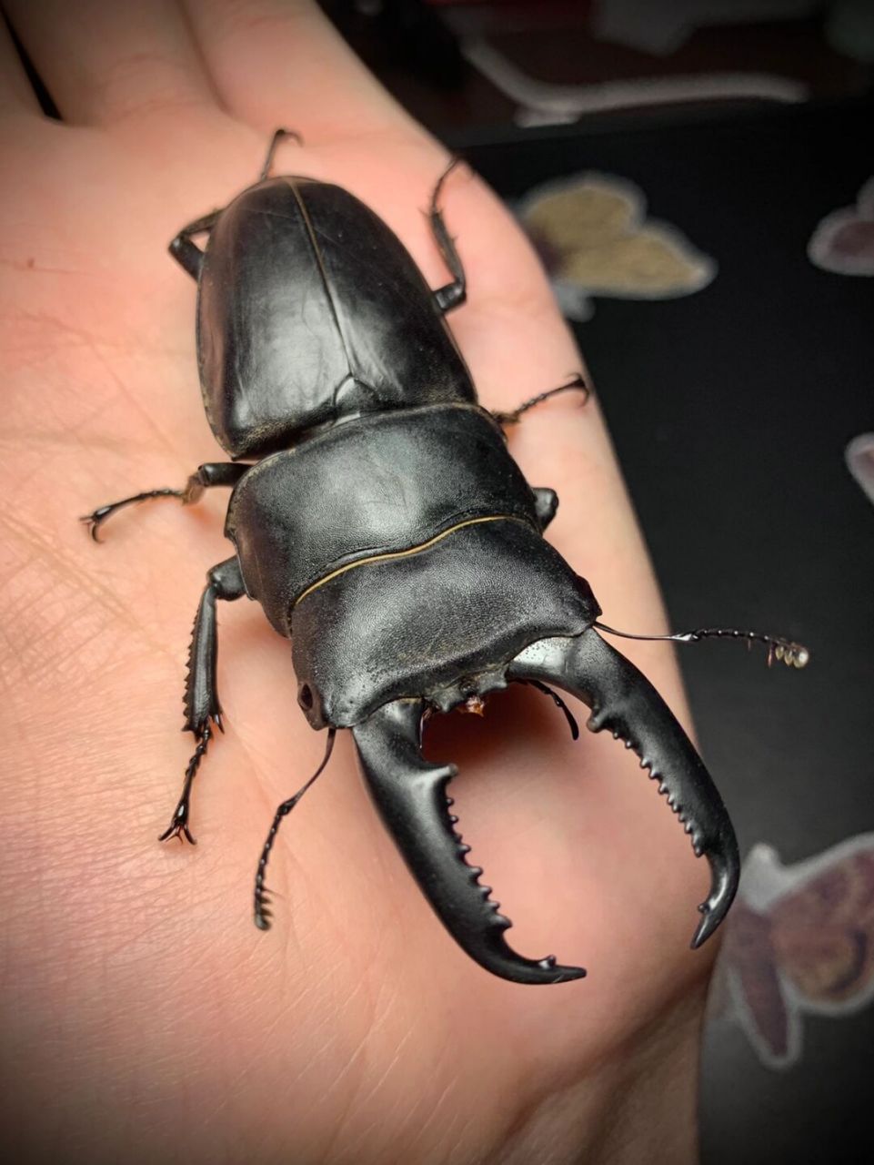 越南扁锹甲～ 一只来自云南的越南小扁[并不简单]～#锹甲# #甲虫