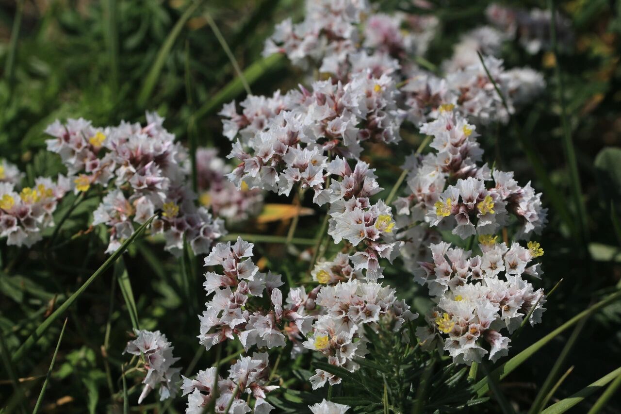 内蒙植物——二色补血草    二色补血草,本地人称为干枝梅.