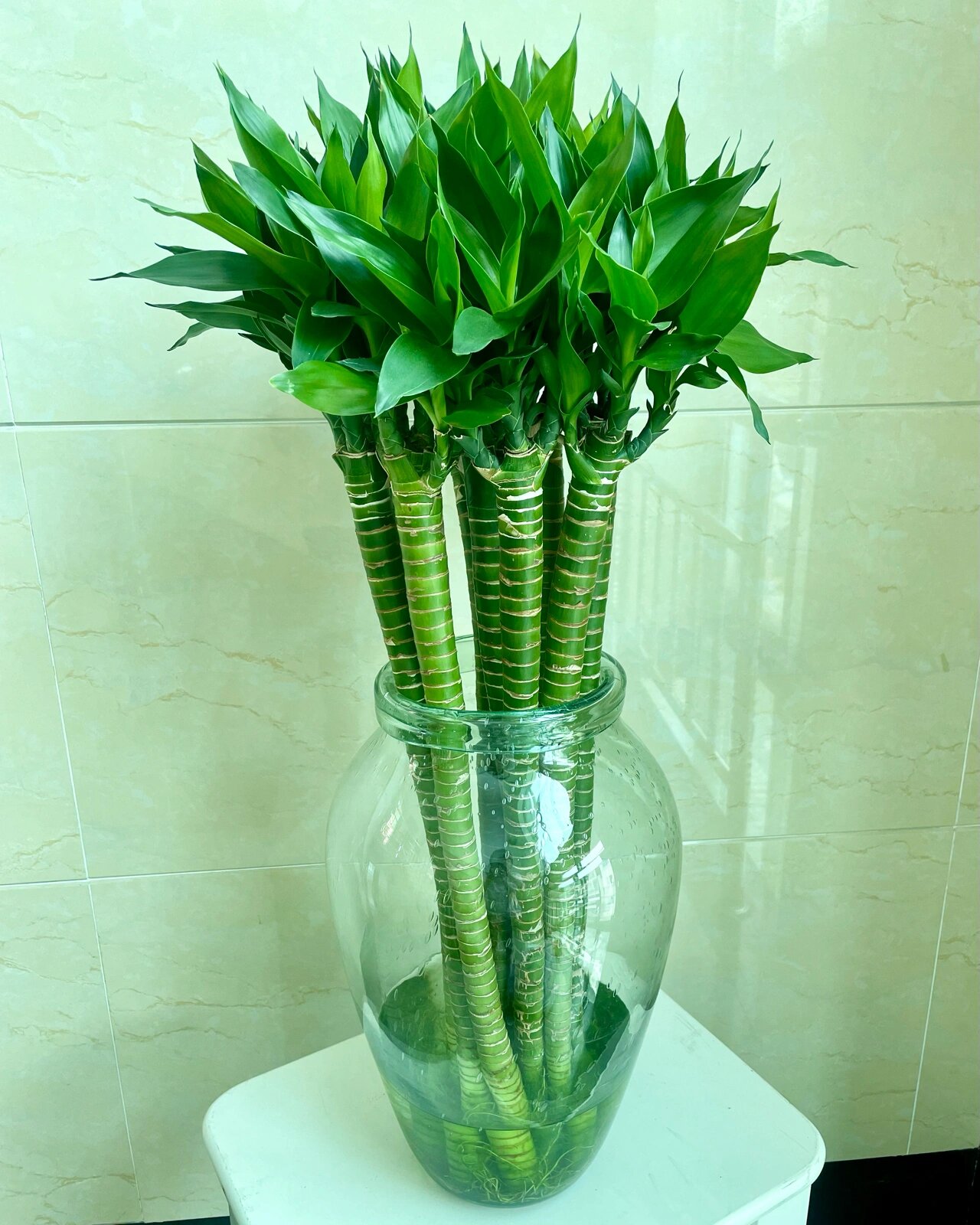 水培的龙竹最美 拼多多上买的龙竹已经养了4个月啦,越来越美啦