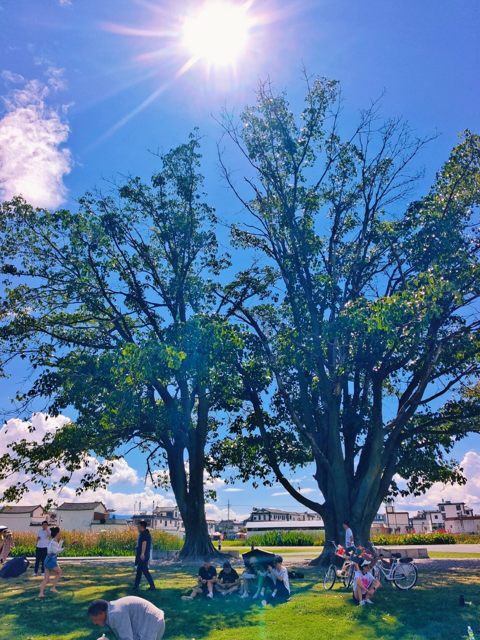 去喜洲古镇的时候,不要错过去海舌公园夫妻树噢,刘亦菲姐姐取过景点