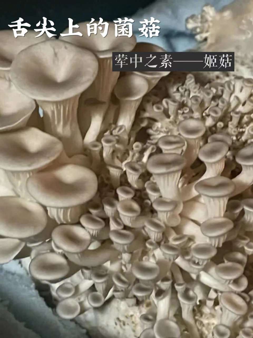 荤中之素,姬菇的营养价值 92姬菇,又名小平菇,巴西蘑菇,味道鲜美