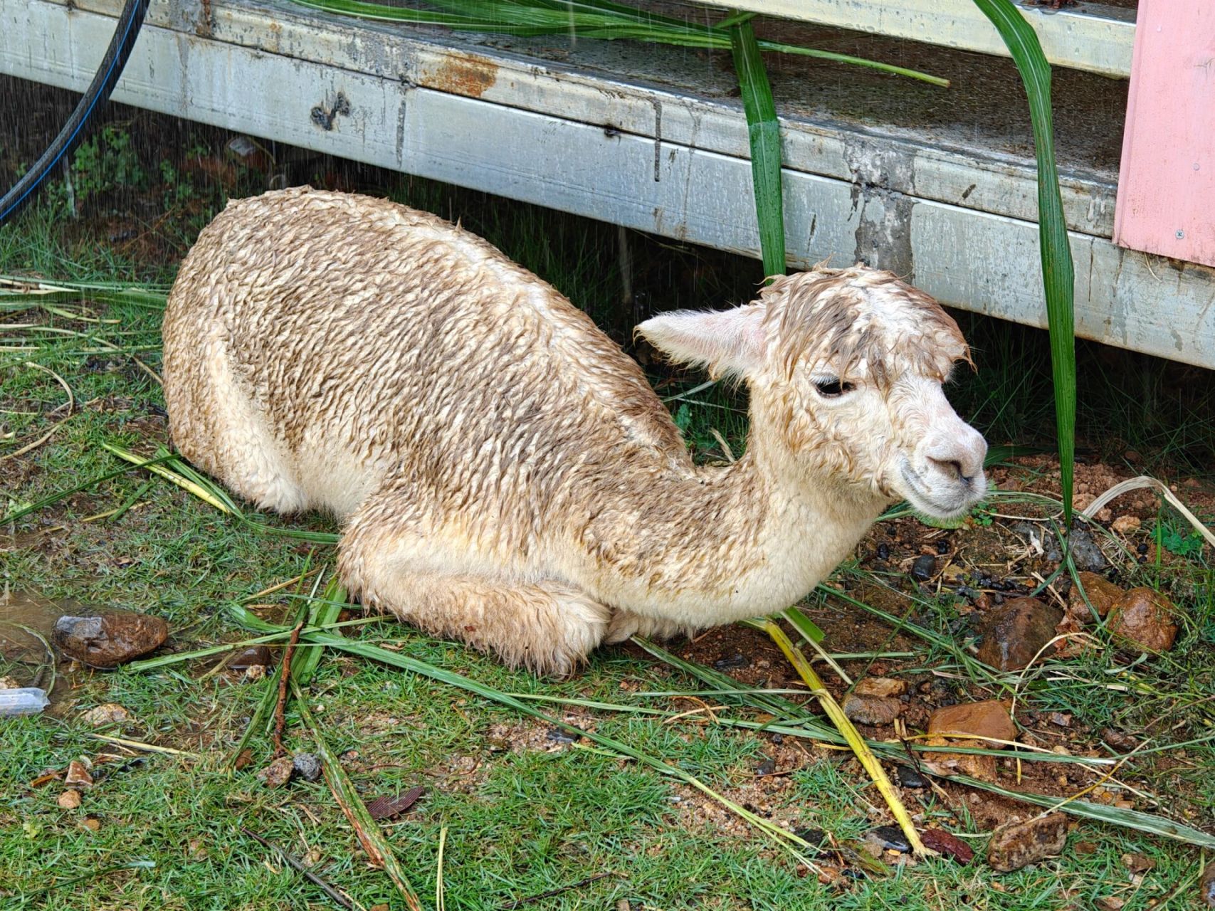 郴州东湖动物园 门票价格是38元,一米以上的就要买门票了,虽然不是很