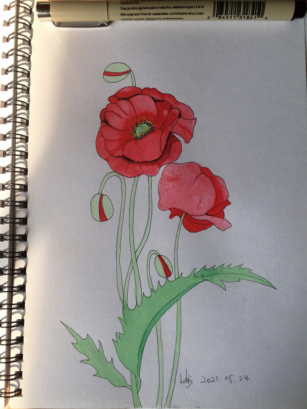 素描花卉线描罂粟花