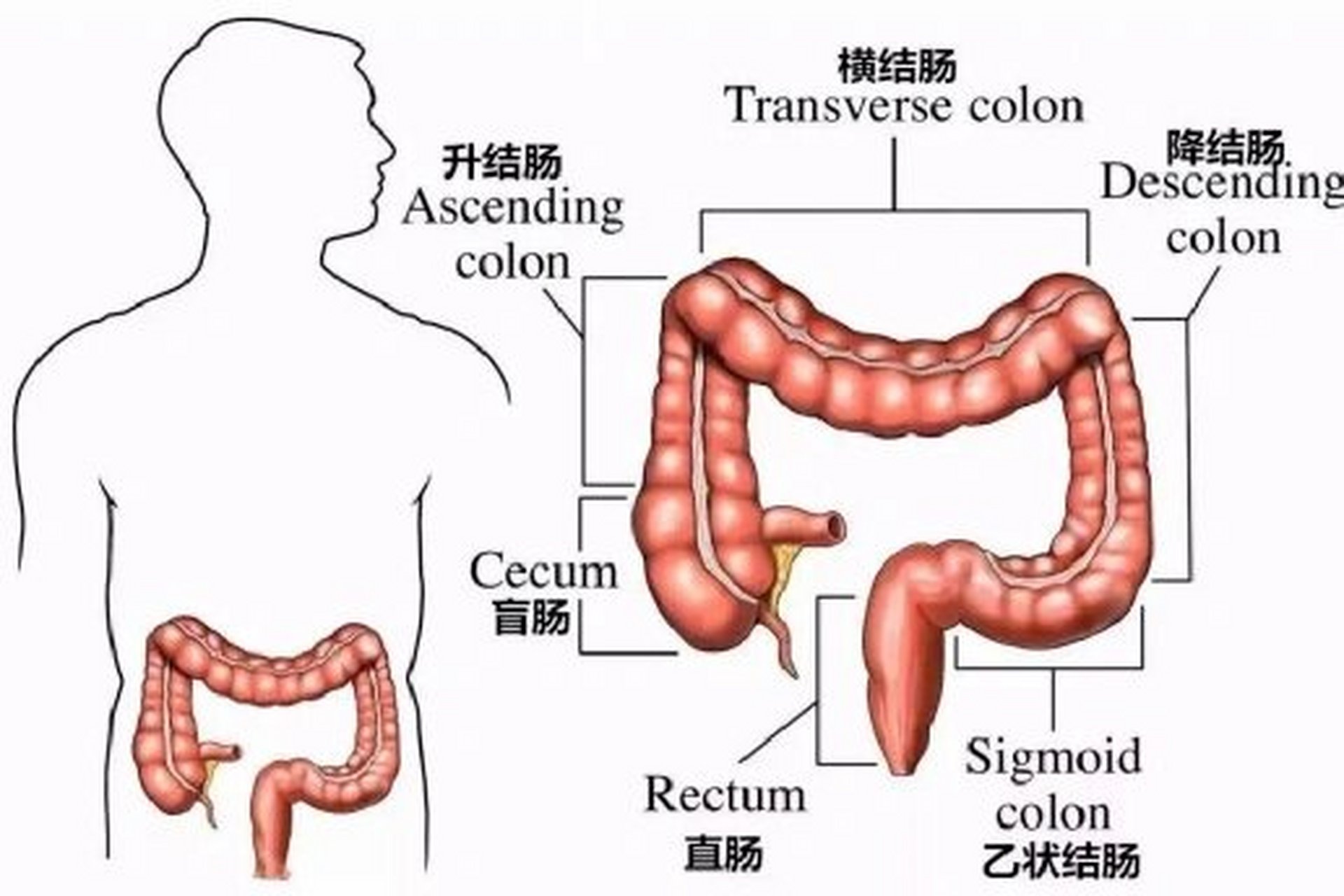 肛门与肠道结构图片图片