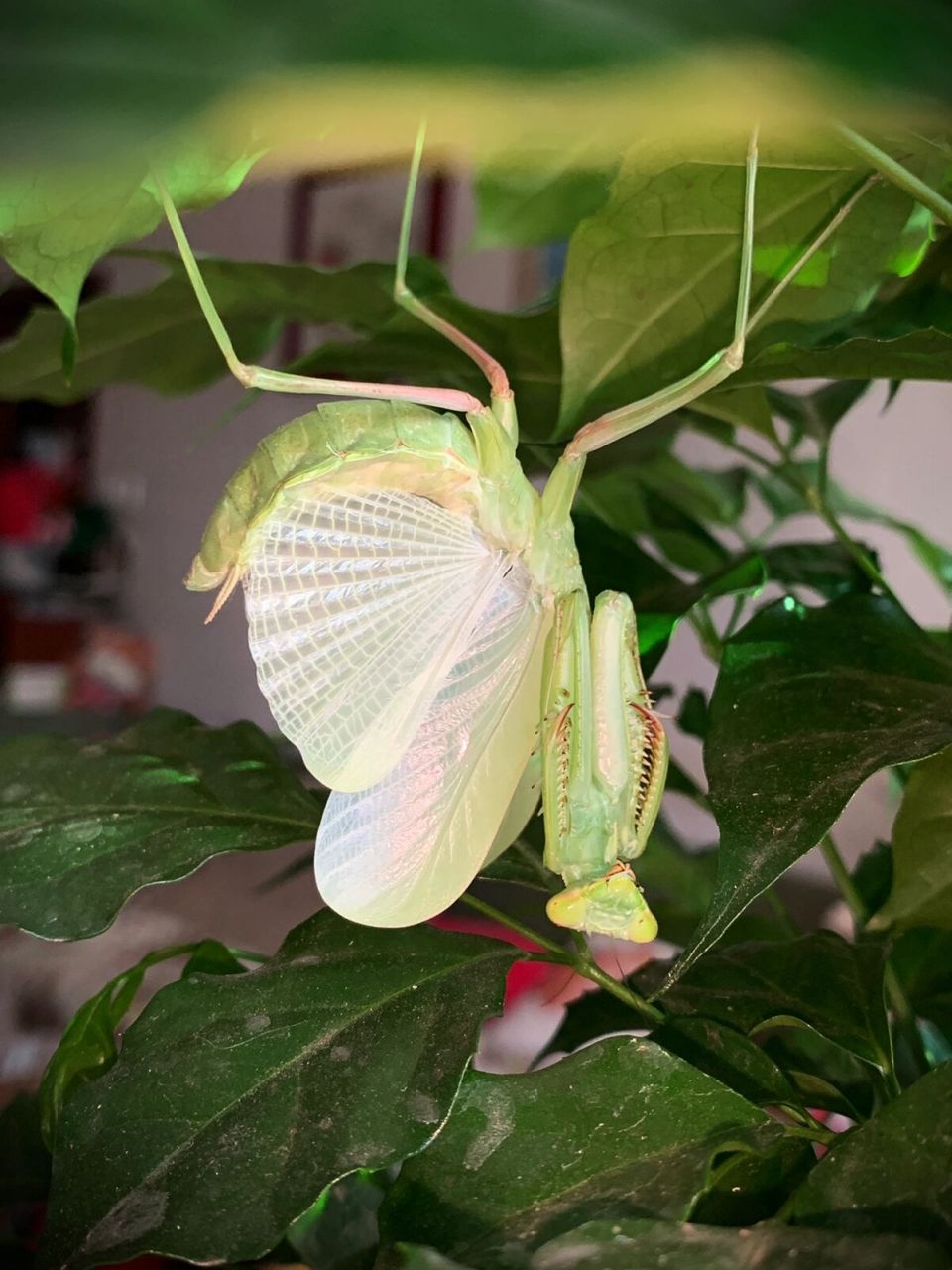 具缘短翅螳威吓～ 昨天刚刚羽化,还有点白嫩[偷笑]#螳螂# #昆虫