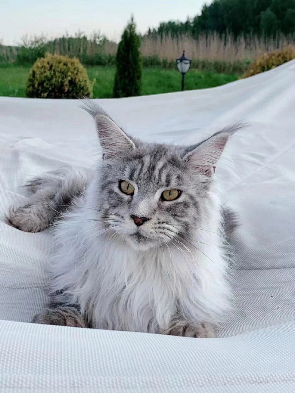 银虎斑缅因猫93 6869696869676868696769