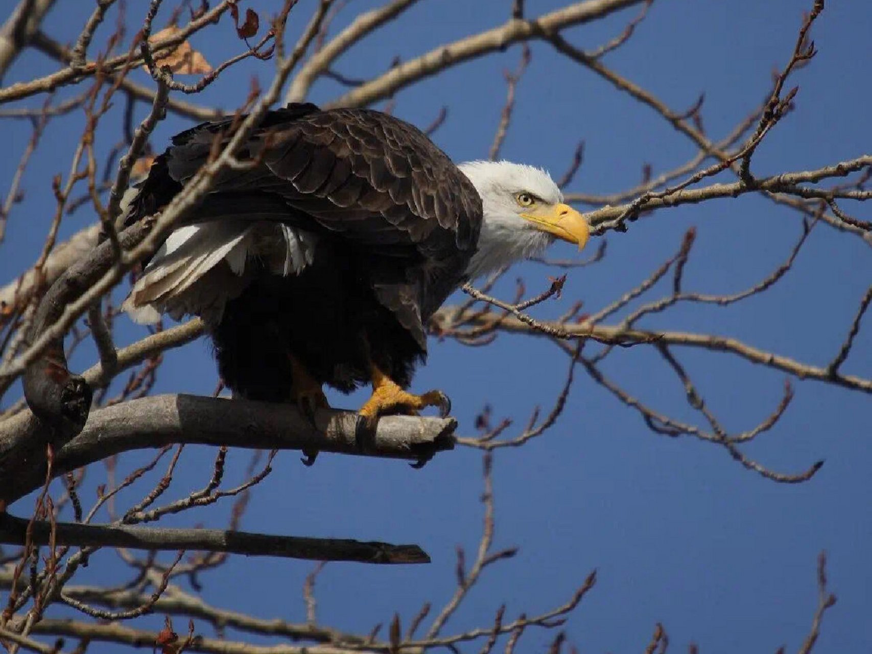 白头海雕,美国9694的国鸟92 959595白头海雕 	 78学名