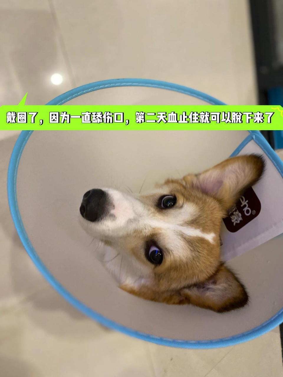 柯基|给狗子剪指甲,不小心流血怎么办 前几天给汤力剪指甲,因为不知道