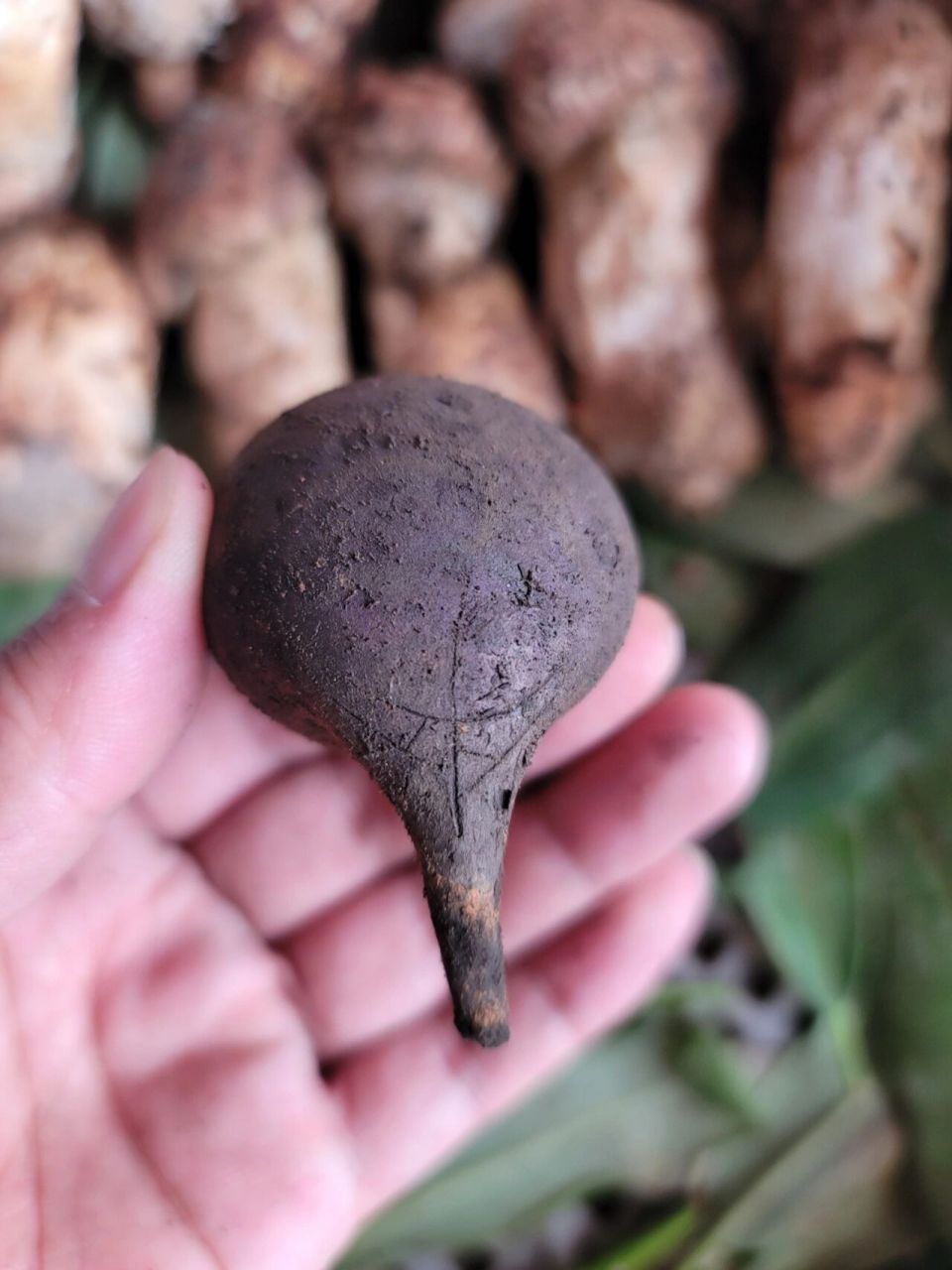 乌灵参,俗称鸡枞胆