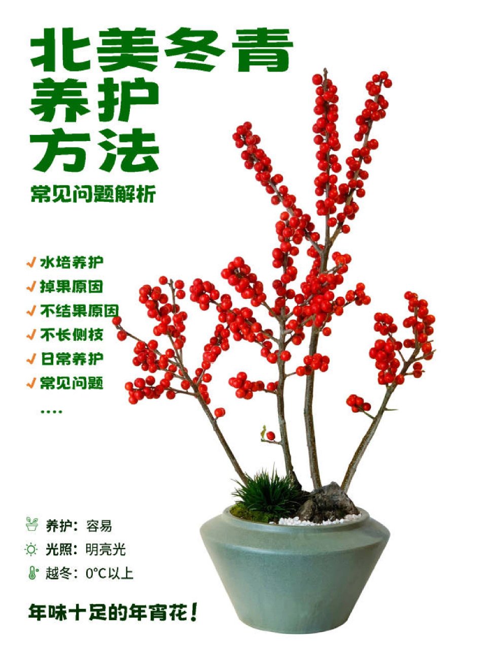 北美冬青怎么养?
