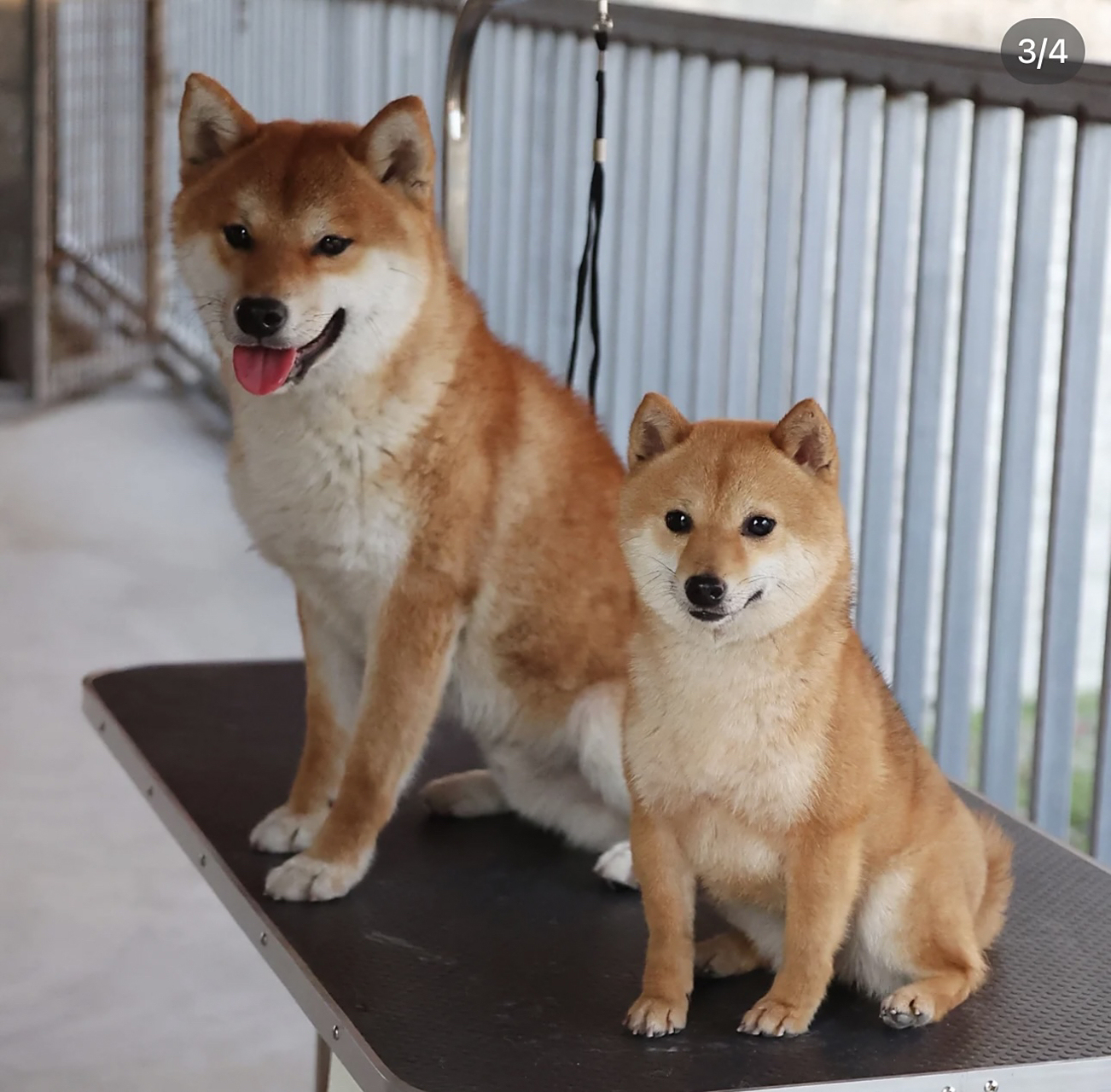 这是我见过最清晰明了,最让人区别明白的柴犬和豆柴的对比图片,身高和