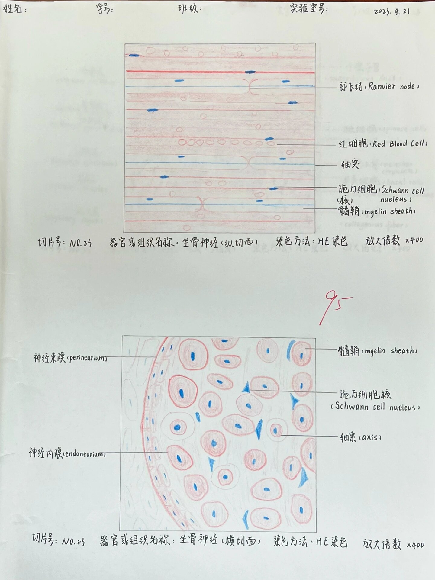 神经细胞绘图红蓝铅笔图片