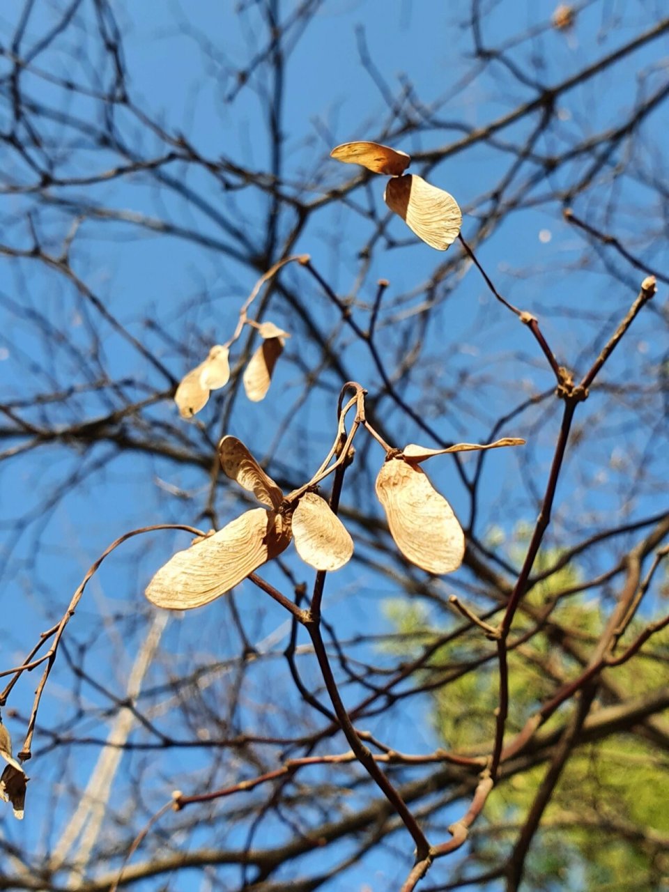 鸡爪槭的翅果 果实长了小翅膀,好可爱78 风干的叶子也好美78