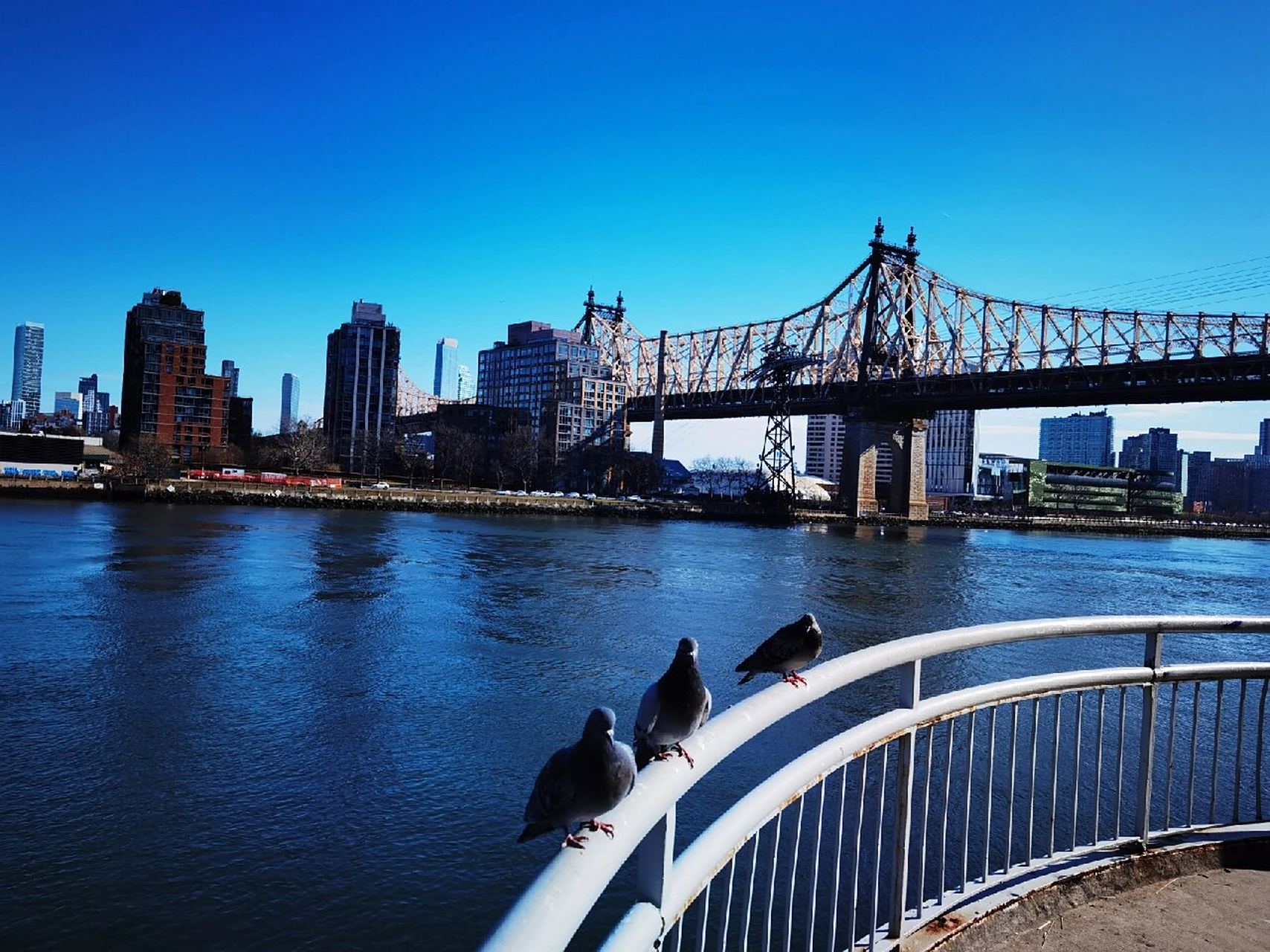 纽约大桥之昆斯博罗桥 昆斯博罗桥 ,又称59号街桥,是位于美国纽约东河