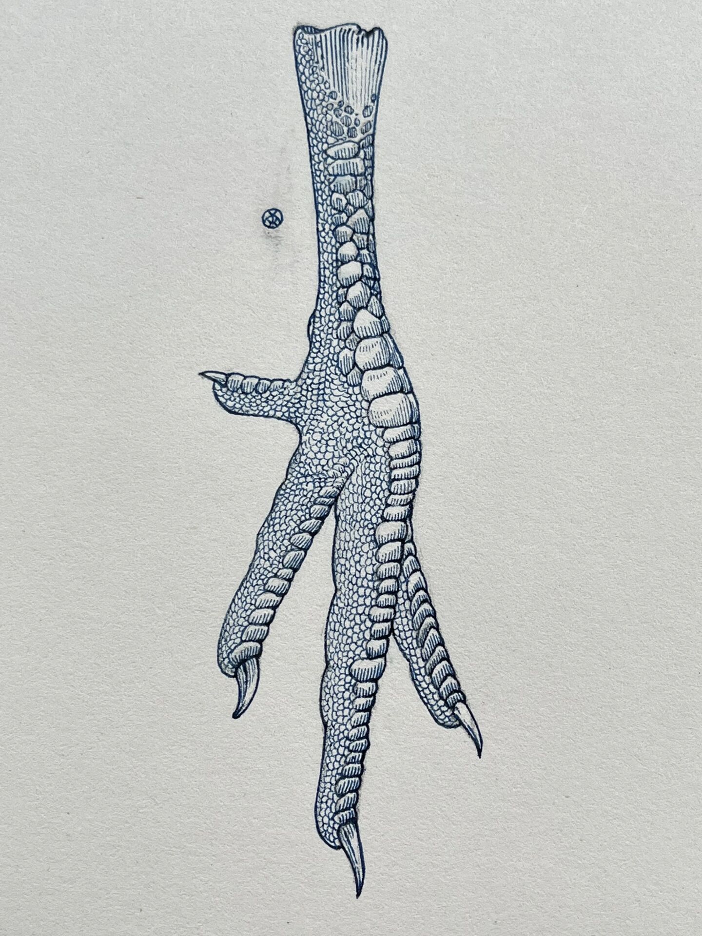 鸡爪的细节画法 一直不喜欢吃鸡爪 都是骨头啃的一嘴渣