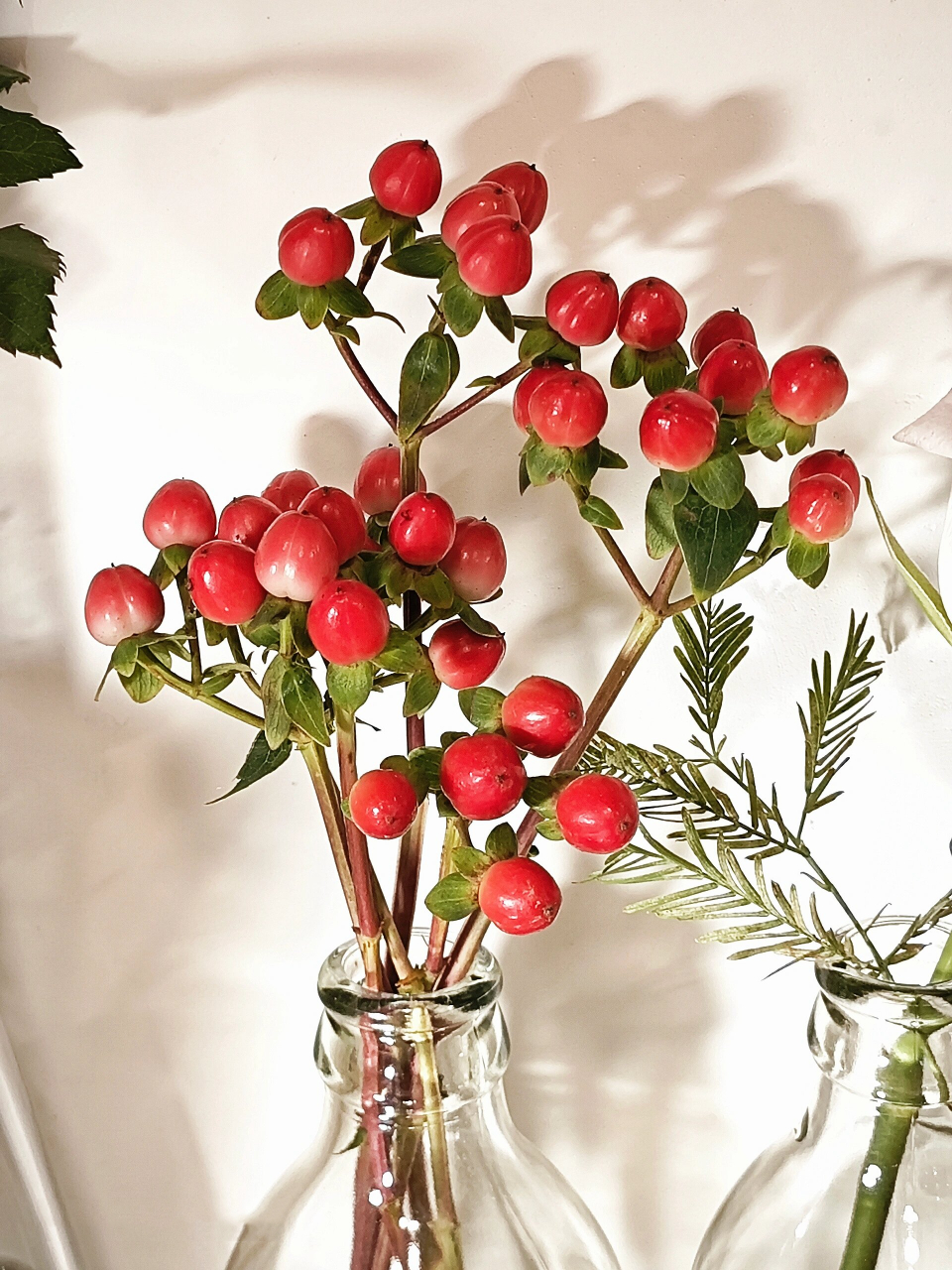 送你红豆花,解我相思苦 红豆,又名火龙珠; 花语:相思,红红火火; 91