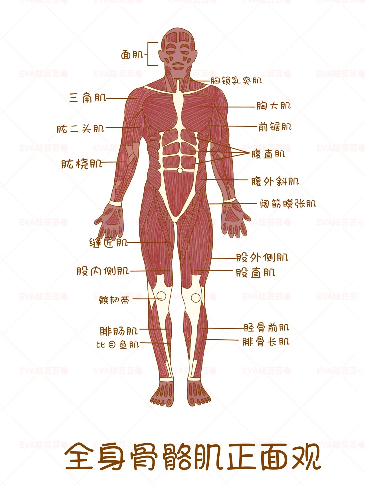 医学生笔记分享👩‍⚕️骨骼肌解剖学