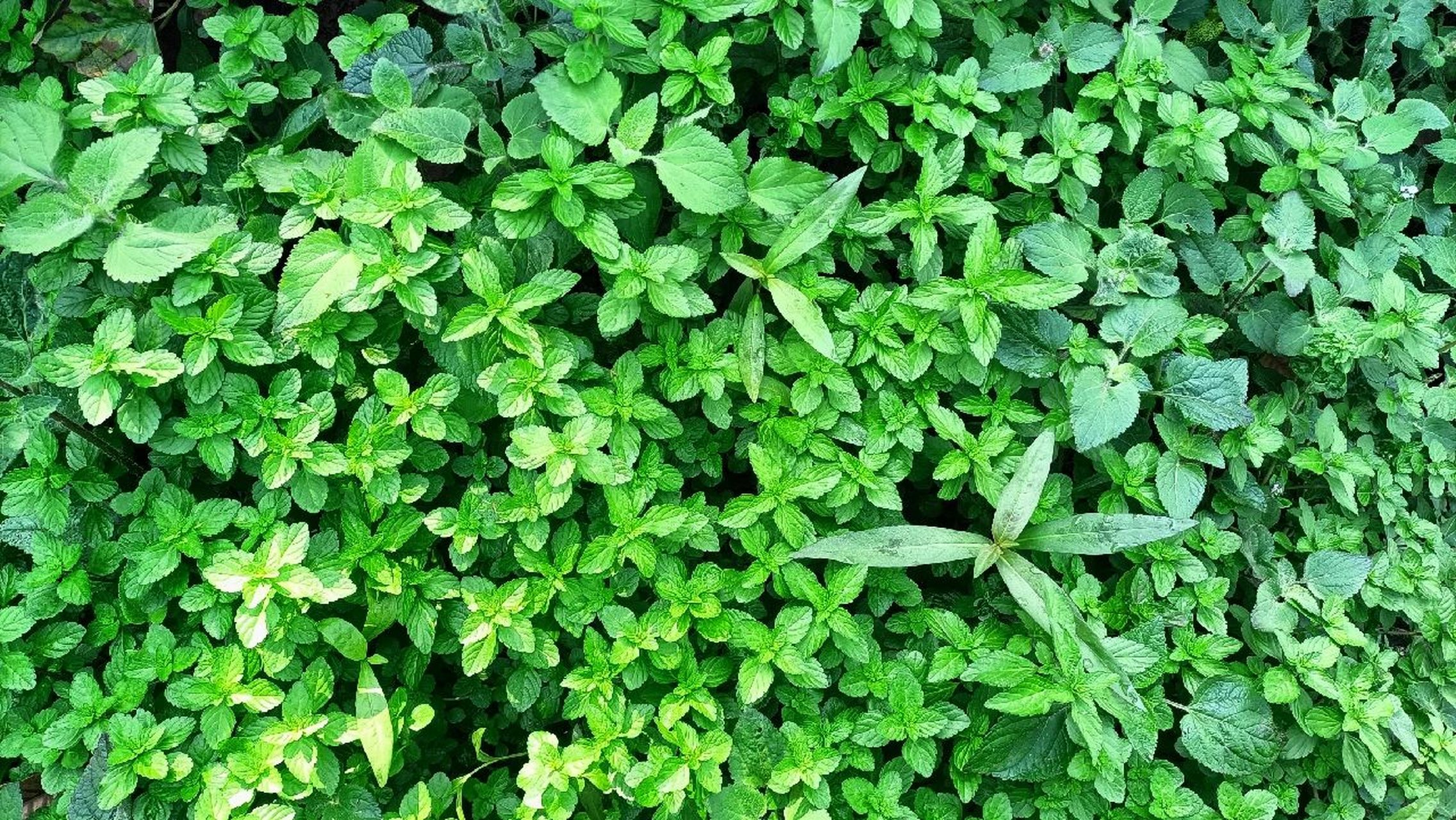 云南野生香香菜 云南野生香香菜,凉拌或者用来煮鸡蛋汤,有清热解毒的