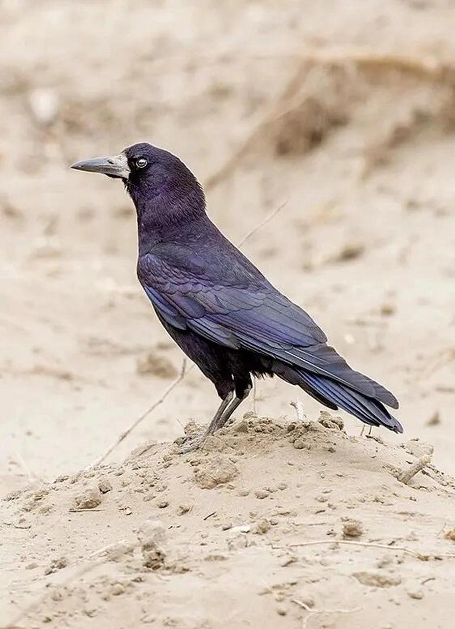 秃鼻乌鸦 秃鼻乌鸦是鸦科鸦属动物,俗称老鸹,黑老鸹.