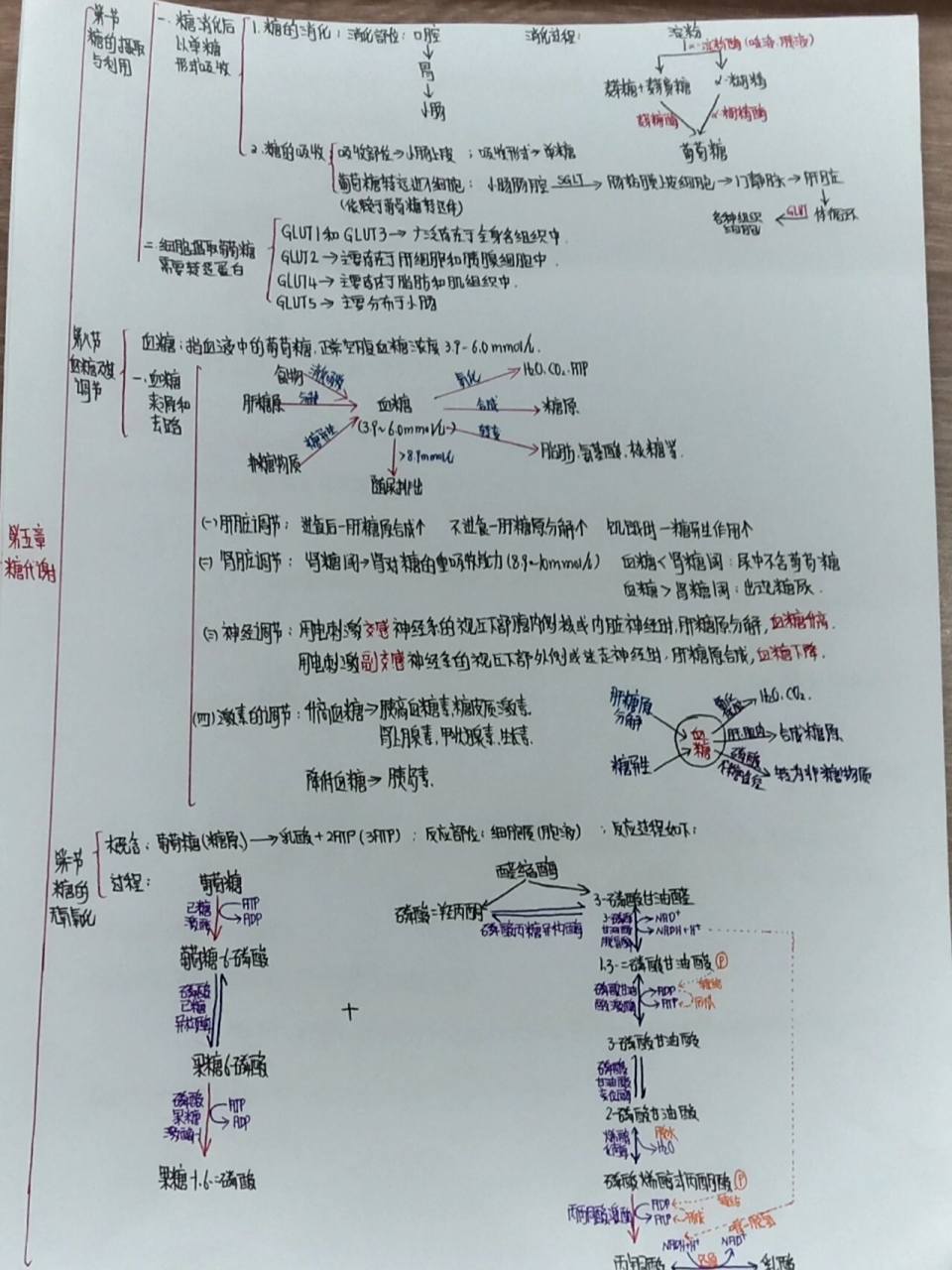生化思维导图(第五章 糖代谢)