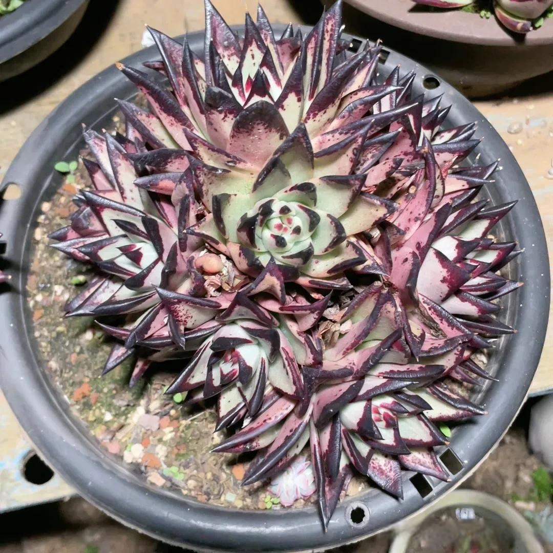 多肉今日分享 乌木九宫格