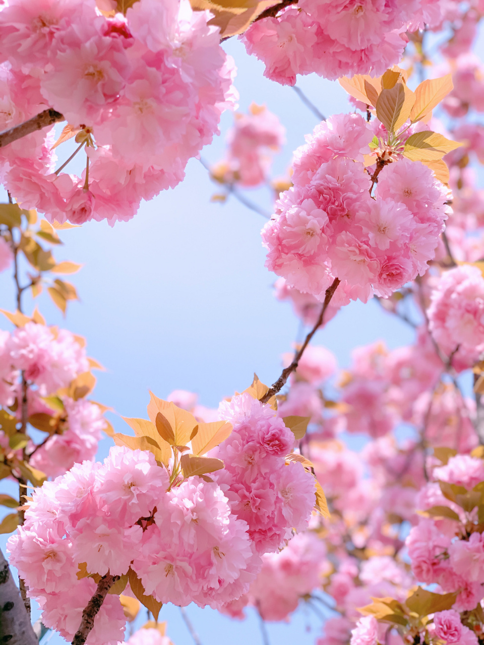 误入樱花🌸林 日本晚樱—-关山樱,又称红樱 以花朵大,重瓣著称 	 喜