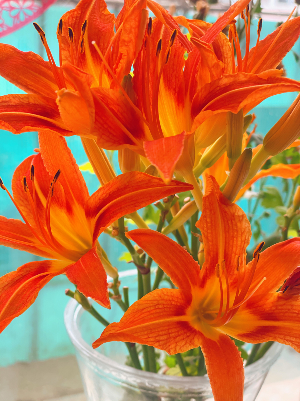 橙色百合的花语是什么?