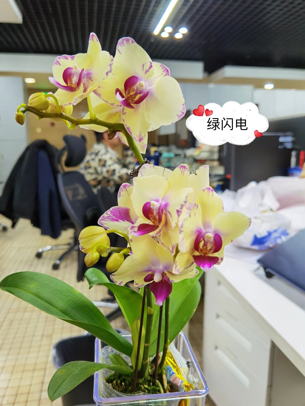 我美丽的蝴蝶兰 图1:招财猫,大辣椒,绿如意,小草莓,三色鸟(北京安海