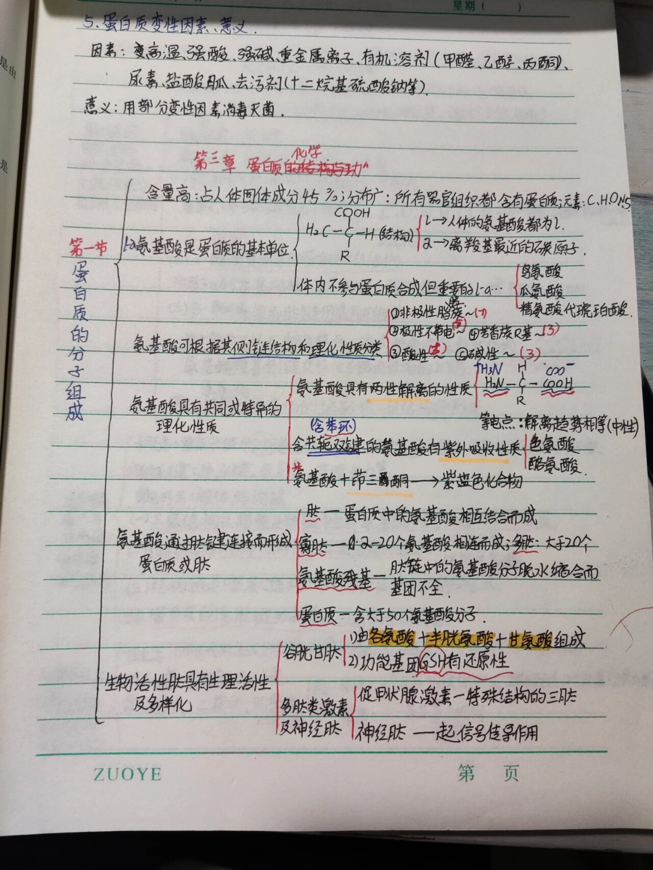 生物化学——蛋白质(总结及思维导图)
