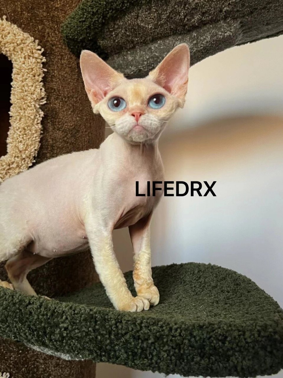我来告诉你!懂的来! 今天话题:德文卷毛猫为什么贵?
