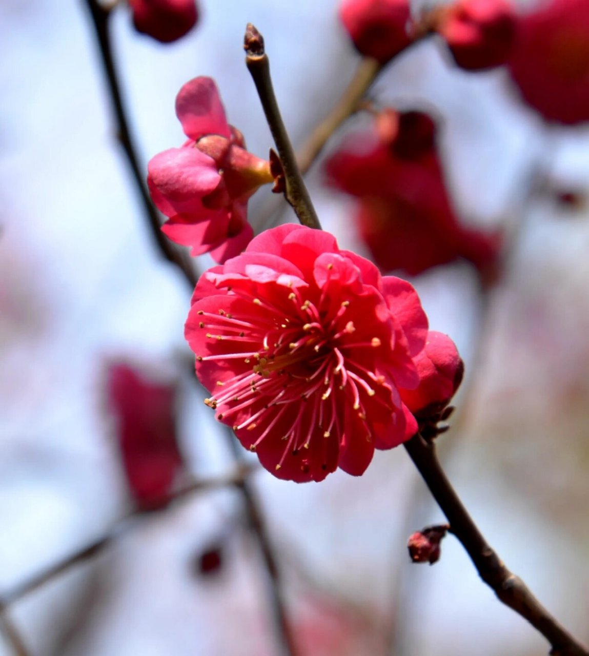 朱砂梅有许多变种,如红蕊朱砂梅(红芯朱砂梅,白蕊朱砂梅