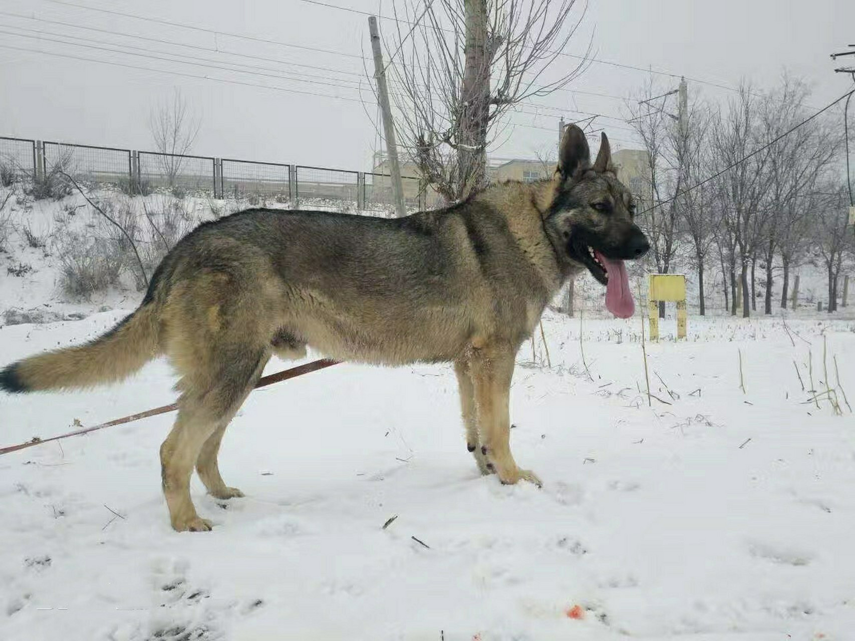 狼青犬的這三大優勢,你瞭解嗎 對主人非常忠心 有人