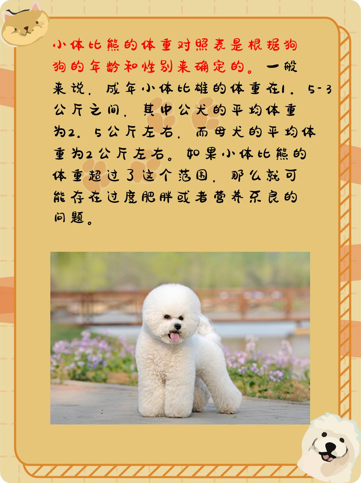 小体比熊体重对照表 我认为,通过以上的介绍,我们可以看出小体比熊的