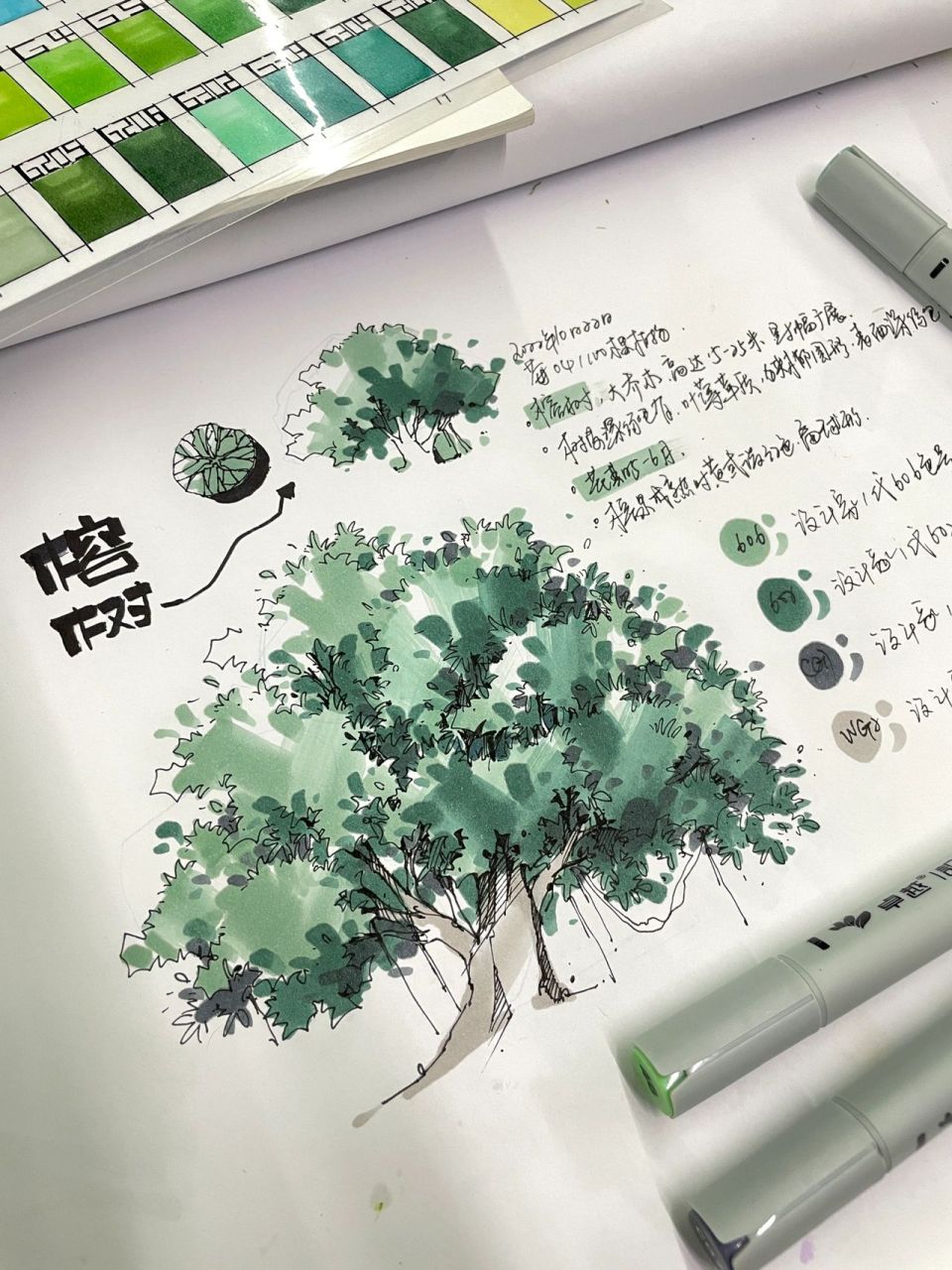 榕树马克笔上色步骤|画04/100颗手绘植物! 今天画的是老榕树.