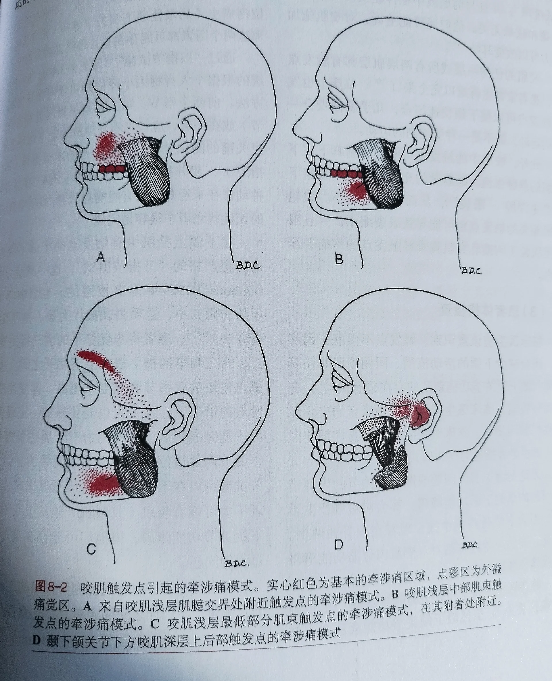 咀嚼肌包括图片